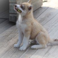 Magnifiques chiots husky à vendre #8