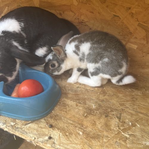 Donne 2 bébés lapins bélier #2