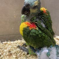 Jeune amazone front bleu eam