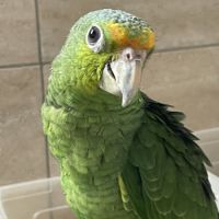 Perroquet amazone eam