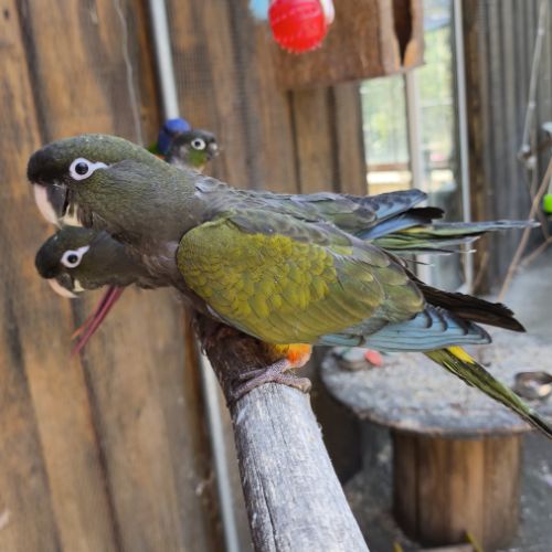 2 magnifiques conures de patagonie #2