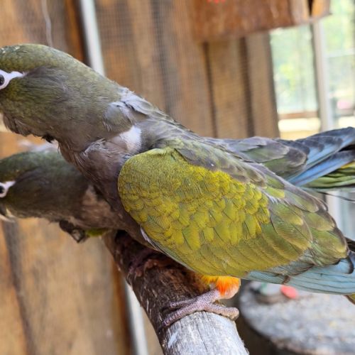 2 magnifiques conures de patagonie #3