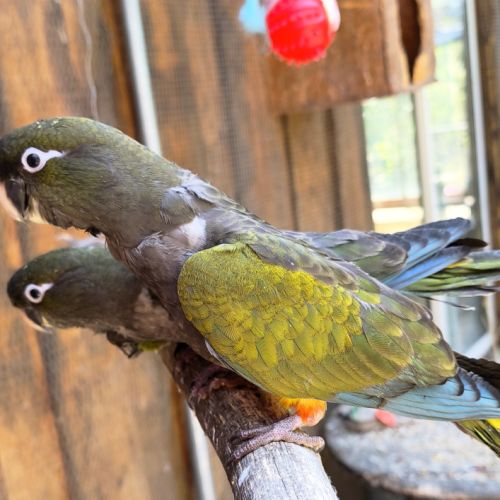 2 magnifiques conures de patagonie #3