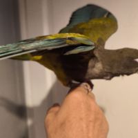 2 magnifiques conures de patagonie