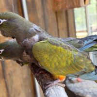 2 magnifiques conures de patagonie #3