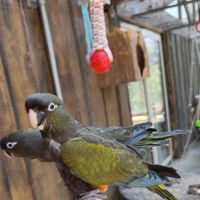 2 magnifiques conures de patagonie #4