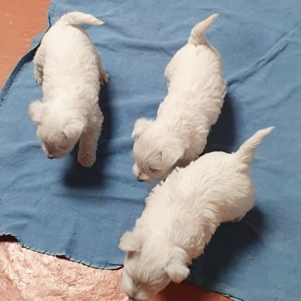 Magnifique chiot femelle type westie non lof #1