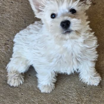 Magnifique chiot femelle type westie non lof