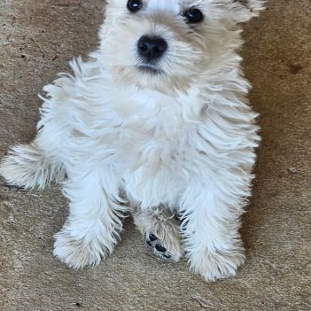 Magnifique chiot femelle type westie non lof #3