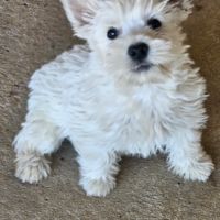 Magnifique chiot femelle type westie non lof #0