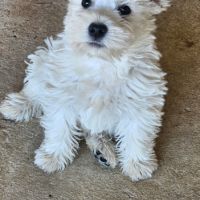 Magnifique chiot femelle type westie non lof #3