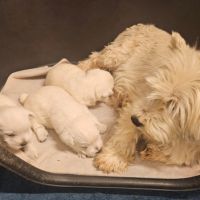 Magnifique chiot femelle type westie non lof #4