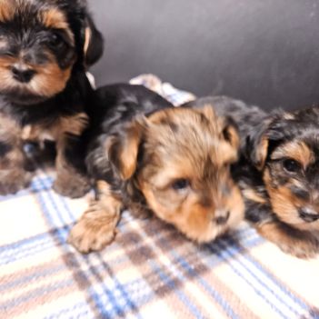 Magnifiques chiots yorkshires toy non lof #1