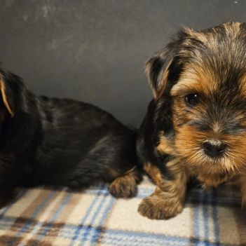 Magnifiques chiots yorkshires toy non lof #2