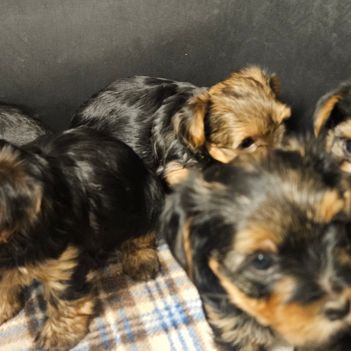 Magnifiques chiots yorkshires toy non lof #4