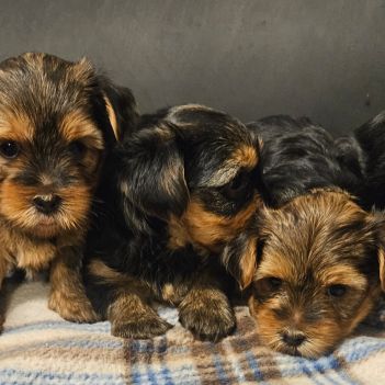 Magnifiques chiots yorkshires toy non lof