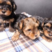 Magnifiques chiots yorkshires toy non lof #1