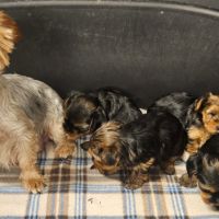 Magnifiques chiots yorkshires toy non lof #3