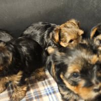 Magnifiques chiots yorkshires toy non lof #4