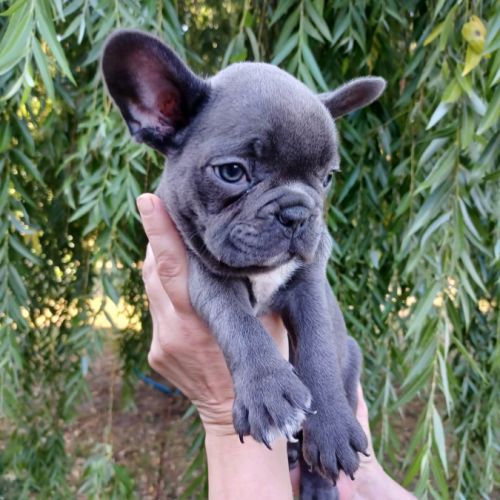 Chiots bouledogue français pp #1