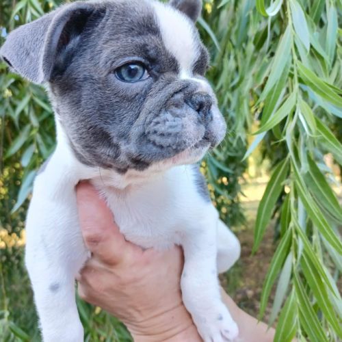 Chiots bouledogue français pp #2