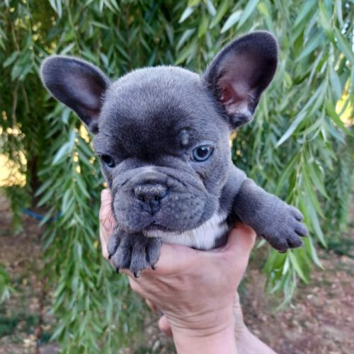 Chiots bouledogue français pp