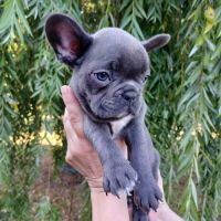 Chiots bouledogue français pp #1