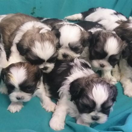 Magnifiques chiots shih tzu non lof #1