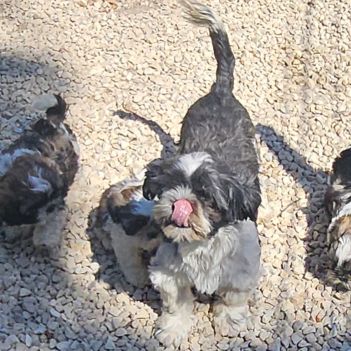 Magnifiques chiots shih tzu non lof #2