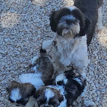 Magnifiques chiots shih tzu non lof #0