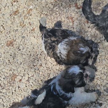 Magnifiques chiots shih tzu non lof #4