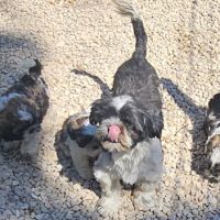 Magnifiques chiots shih tzu non lof #2