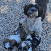 Magnifiques chiots shih tzu non lof