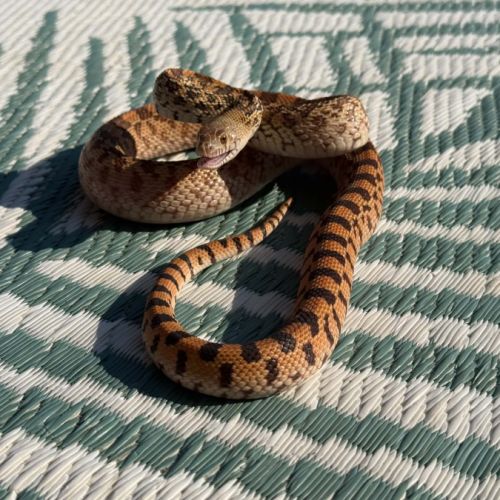 Pituophis catenifer sayi