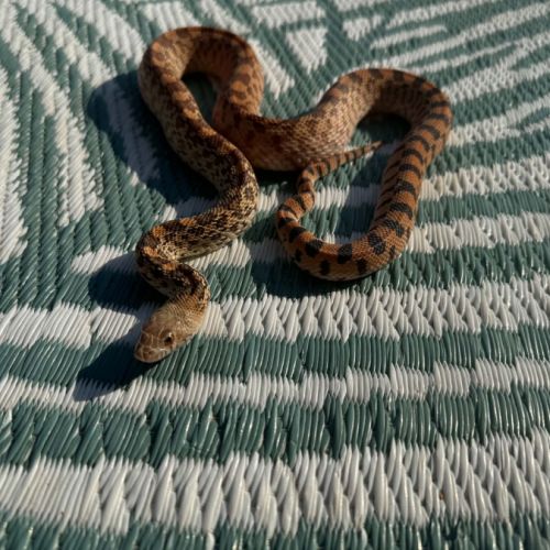 Pituophis catenifer sayi #2