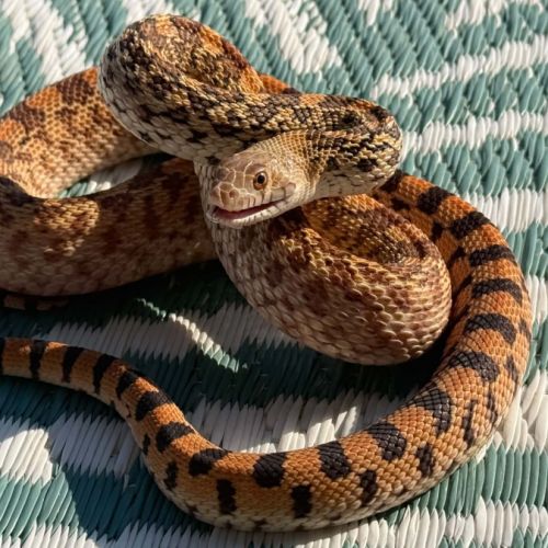 Pituophis catenifer sayi #3