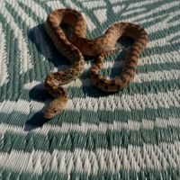 Pituophis catenifer sayi #2
