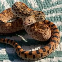 Pituophis catenifer sayi #3