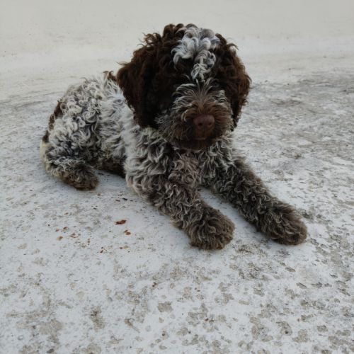 Chiots chien d'eau romagnol disponible de suite. #1