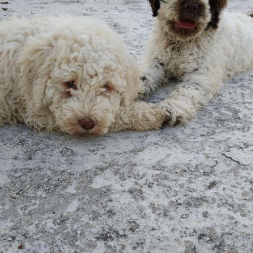 Chiots chien d'eau romagnol disponible de suite.