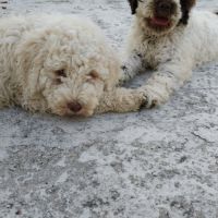 Chiots chien d'eau romagnol disponible de suite. #0