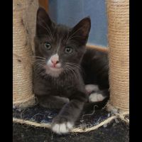 Nours, adorable chaton à l'adoption
