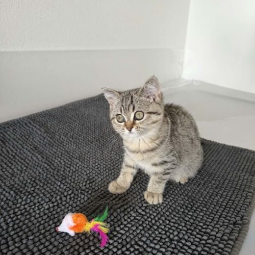 Femelle british shorthair #0
