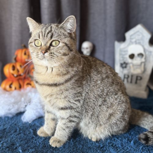 Femelle british shorthair