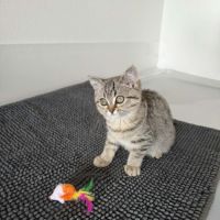 Femelle british shorthair