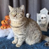Femelle british shorthair