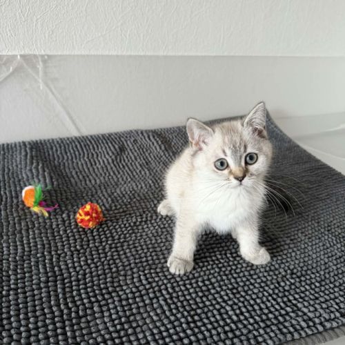Bueno british shorthair #0