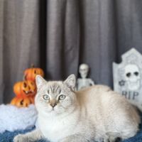 Bueno british shorthair