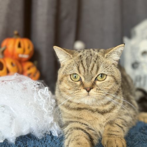 Bergamote british shorthair