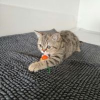 Bergamote british shorthair